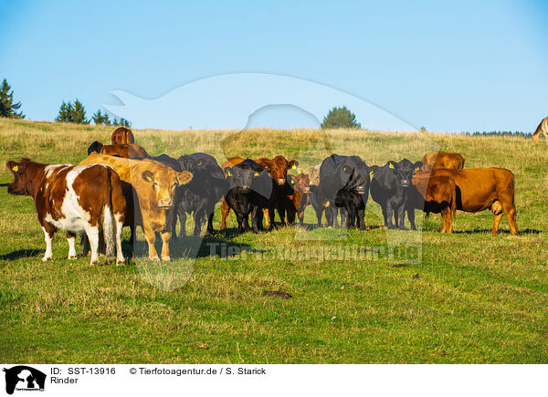Rinder / cattle / SST-13916