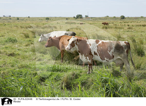 Rinder / cattle / FLPA-02448