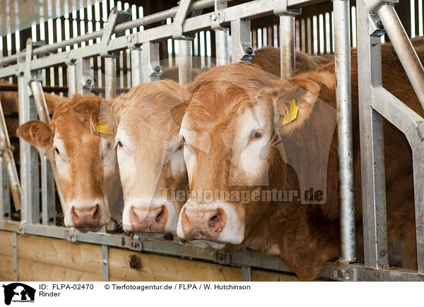 Rinder / cattle / FLPA-02470