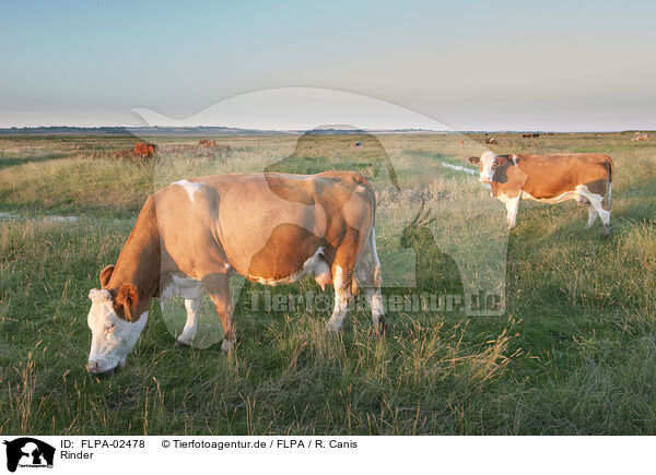 Rinder / cattle / FLPA-02478