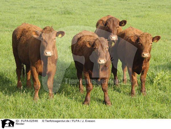Rinder / cattle / FLPA-02546