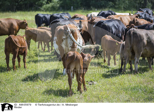 Rinder / cattle / AM-05979