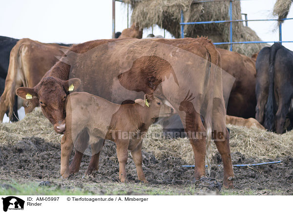 Rinder / cattle / AM-05997