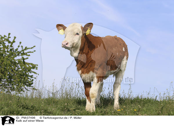 Kalb auf einer Wiese / Calf on the meadow / PM-07496