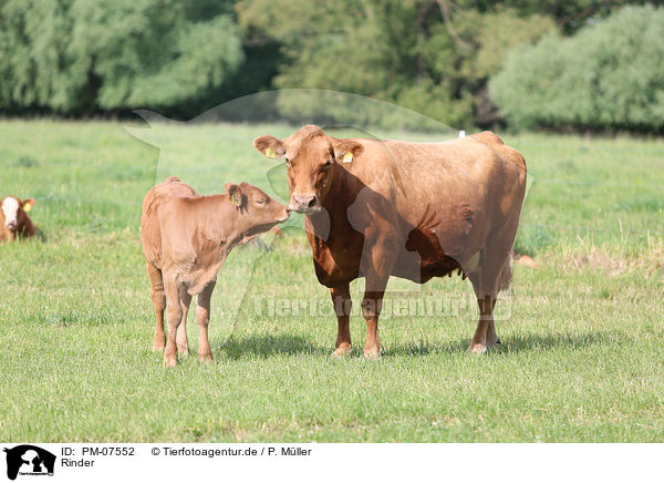 Rinder / cattle / PM-07552