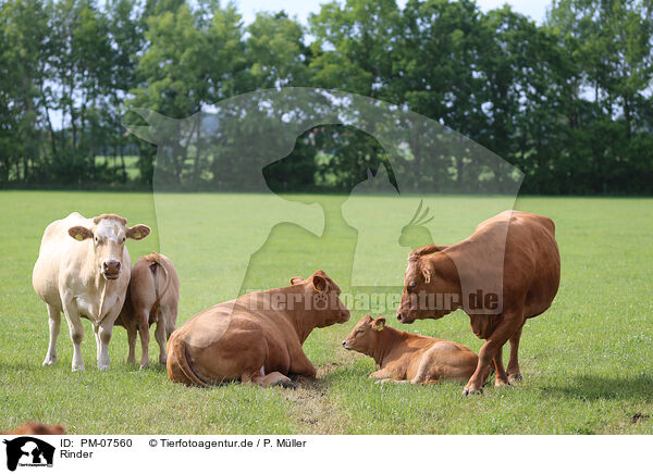 Rinder / cattle / PM-07560