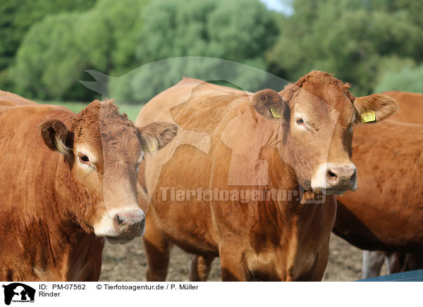 Rinder / cattle / PM-07562