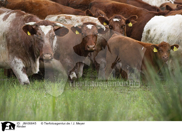Rinder / cattles / JM-06845