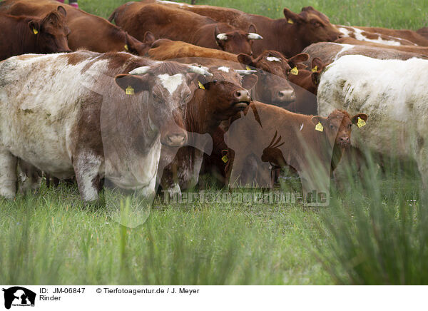 Rinder / cattles / JM-06847