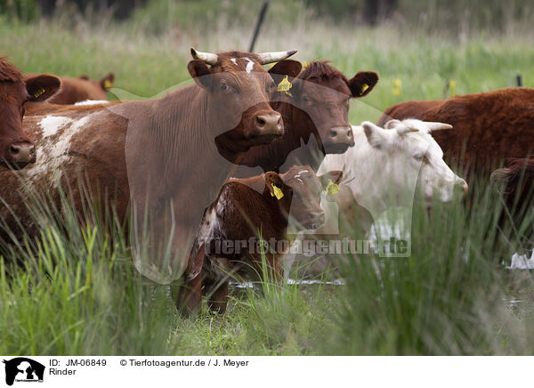 Rinder / cattles / JM-06849