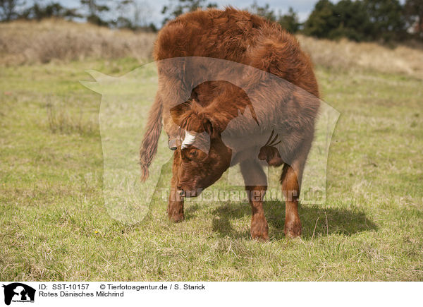 Rotes Dnisches Milchrind / Danish Red Cattle / SST-10157
