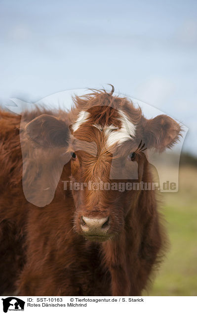 Rotes Dnisches Milchrind / Danish Red Cattle / SST-10163