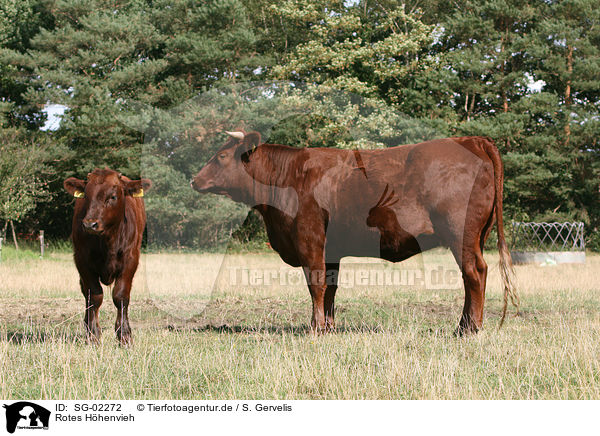 Rotes Hhenvieh / cattles / SG-02272