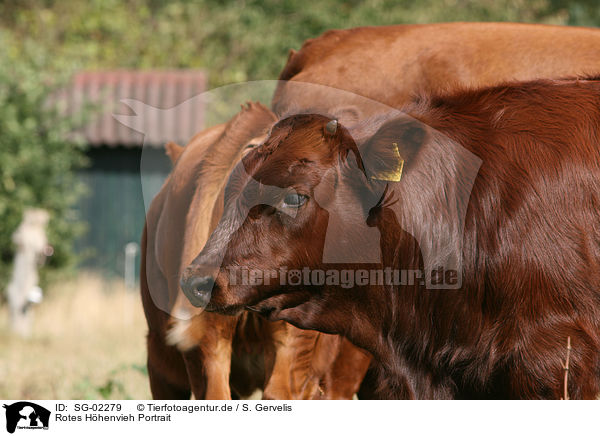 Rotes Hhenvieh Portrait / cattle portrait / SG-02279