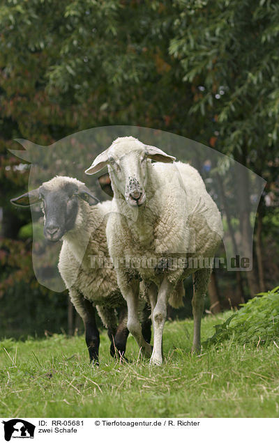 zwei Schafe / RR-05681