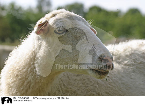 Schaf im Portrait / RR-06361