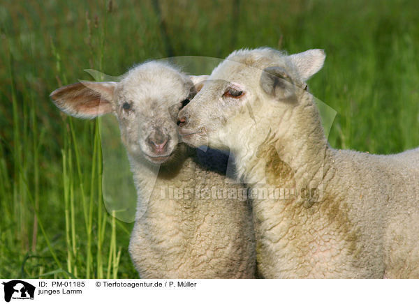 junges Lamm / young lamb / PM-01185