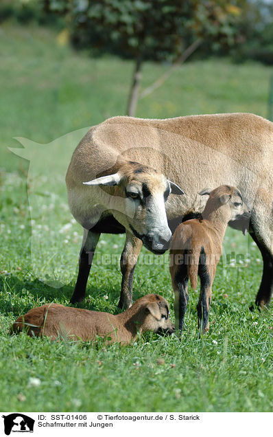 Schafmutter mit Jungen / shepp with lambs / SST-01406