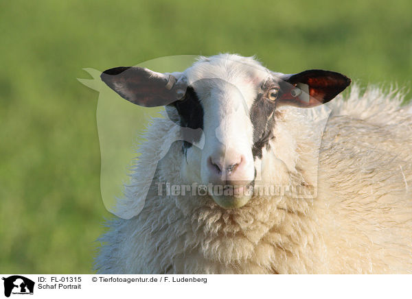 Schaf Portrait / sheep / FL-01315