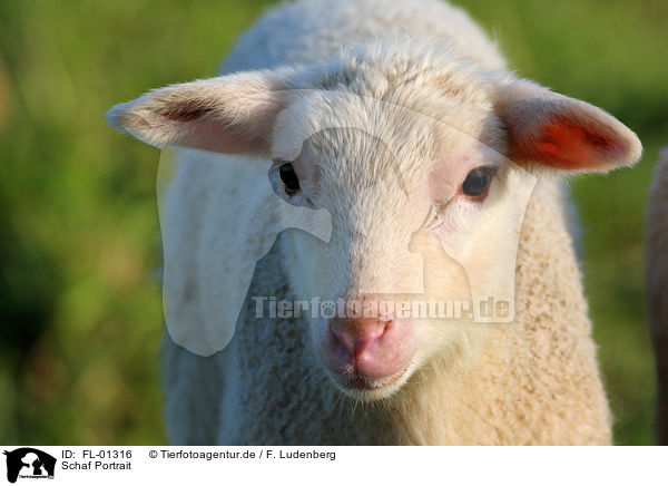 Schaf Portrait / sheep / FL-01316