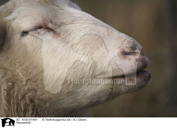 Hausschaf / sheep / AVD-01481