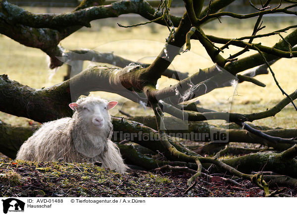 Hausschaf / sheep / AVD-01488