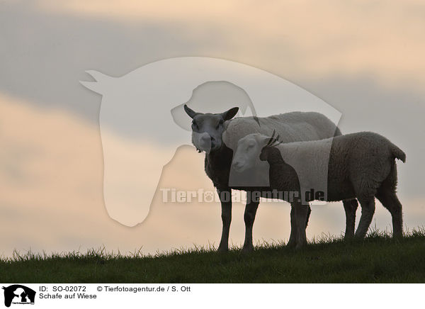 Schafe auf Wiese / SO-02072
