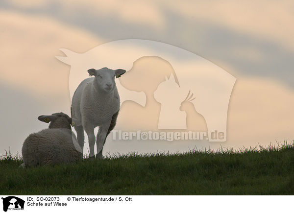 Schafe auf Wiese / SO-02073