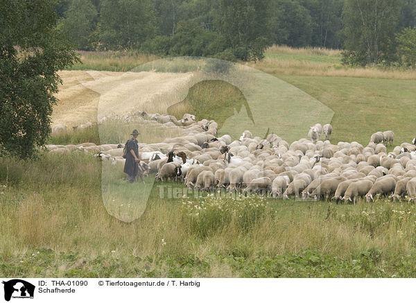 Schafherde / herd of sheeps / THA-01090