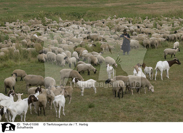 Schafherde / herd of sheeps / THA-01098