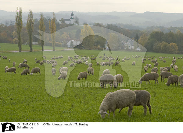 Schafherde / herd of sheeps / THA-01110