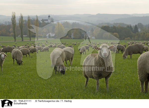 Schafherde / herd of sheeps / THA-01111