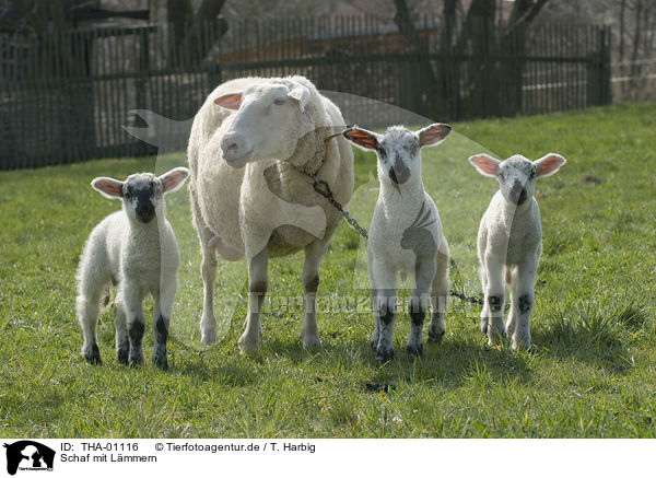 Schaf mit Lmmern / sheep with lambs / THA-01116