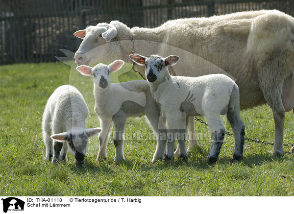Schaf mit Lmmern / sheep with lambs / THA-01118