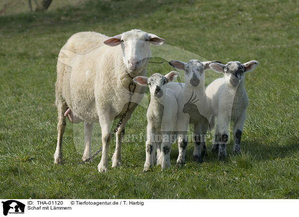 Schaf mit Lmmern / sheep with lambs / THA-01120