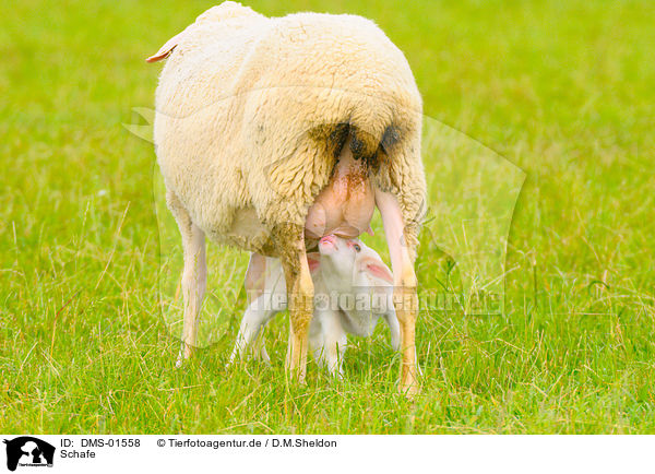 Schafe / sheeps / DMS-01558
