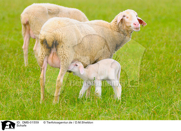 Schafe / sheeps / DMS-01559