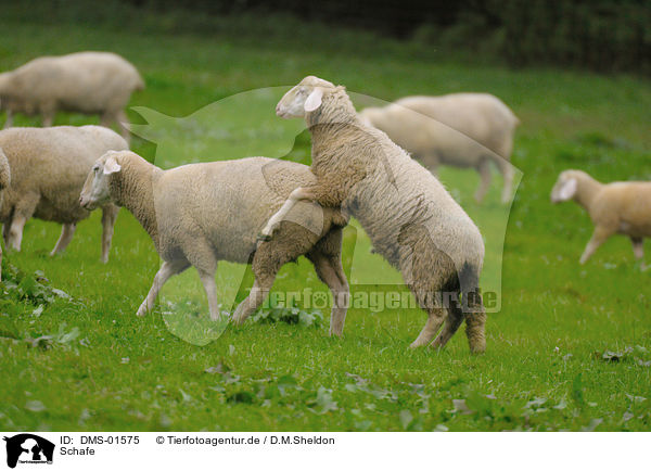 Schafe / sheeps / DMS-01575