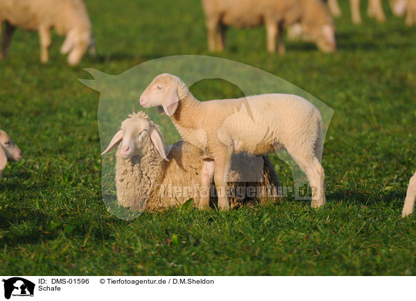 Schafe / sheeps / DMS-01596