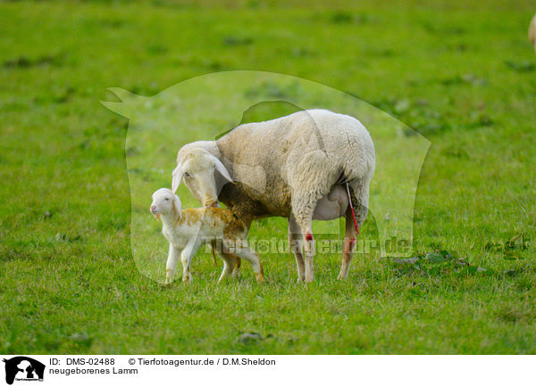 neugeborenes Lamm / newborn lamb / DMS-02488