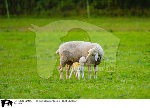 Schafe / sheeps / DMS-02490