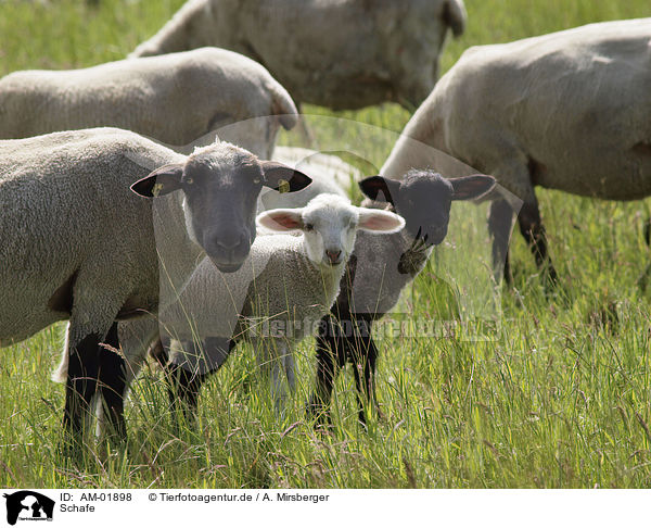 Schafe / sheeps / AM-01898
