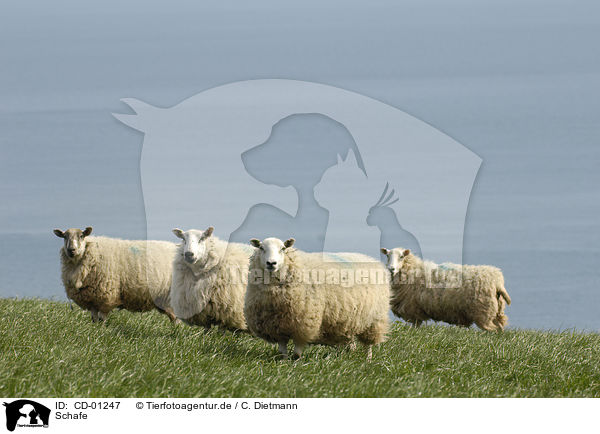 Schafe / sheeps / CD-01247