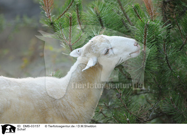 Schaf / sheep / DMS-03157