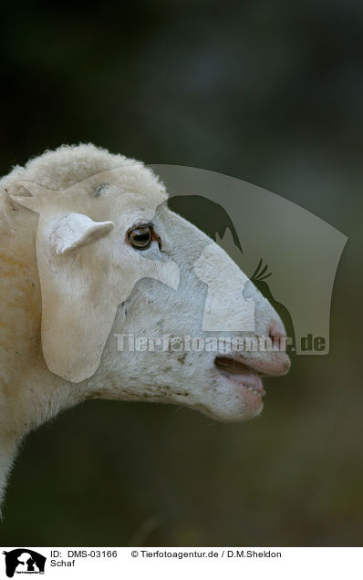 Schaf / sheep / DMS-03166