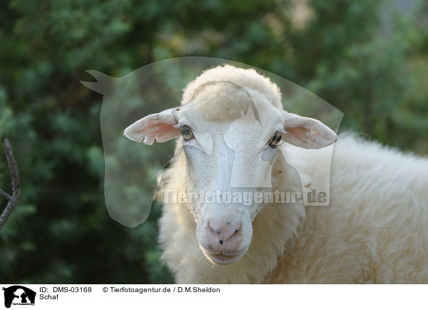 Schaf / sheep / DMS-03168