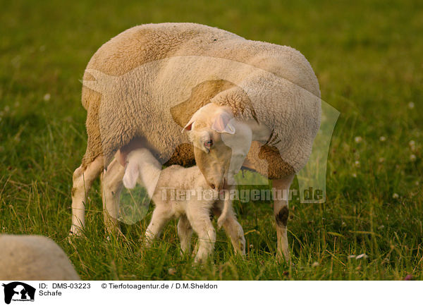 Schafe / sheeps / DMS-03223