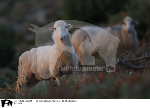 Schafe / sheeps / DMS-03324