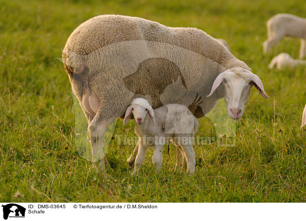 Schafe / sheeps / DMS-03645
