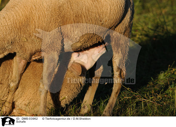 Schafe / sheeps / DMS-03962